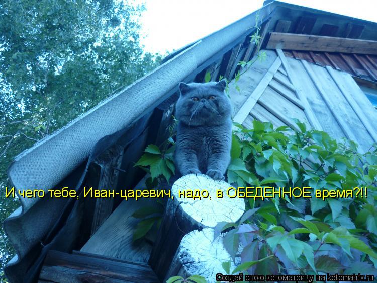 И чего тебе, Иван-царевич, надо, в ОБЕДЕННОЕ время?!!... Котоматрица: И чего тебе, Иван-царевич, надо, в ОБЕДЕННОЕ время?!!