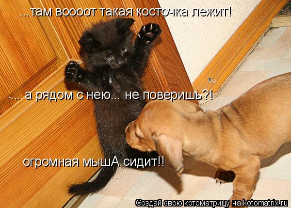 Котоматрица: ...там воооот такая косточка лежит! ... а рядом с нею... не поверишь?! огромная мышА сидит!!
