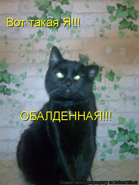 Вот такая Я!!! ОБАЛДЕННАЯ!!!... Котоматрица: Вот такая Я!!! ОБАЛДЕННАЯ!!!