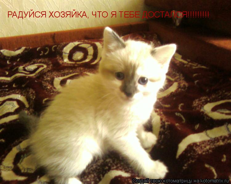 РАДУЙСЯ ХОЗЯЙКА, ЧТО Я ТЕБЕ ДОСТАЛСЯ!!!!!!!!!... Котоматрица: РАДУЙСЯ ХОЗЯЙКА, ЧТО Я ТЕБЕ ДОСТАЛСЯ!!!!!!!!!