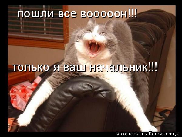 пошли все вооооон!!! только я ваш начальник!!!... Котоматрица: пошли все вооооон!!! только я ваш начальник!!!