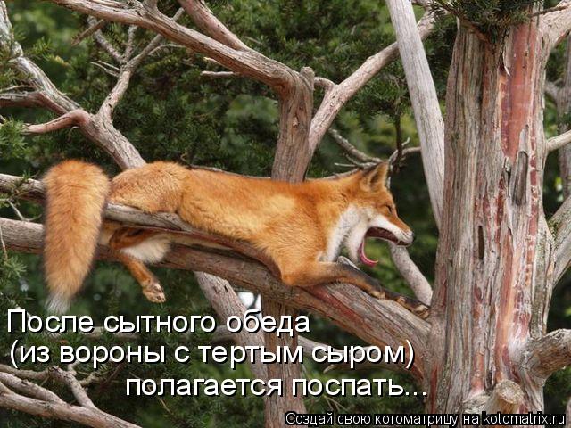 После сытного обеда (из вороны с тертым сыром) полагается поспать...... Котоматрица: После сытного обеда (из вороны с тертым сыром) полагается поспать...