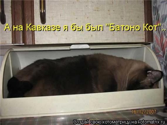 А на Кавказе я бы был "Батоно Кот"...... Котоматрица: А на Кавказе я бы был "Батоно Кот"...