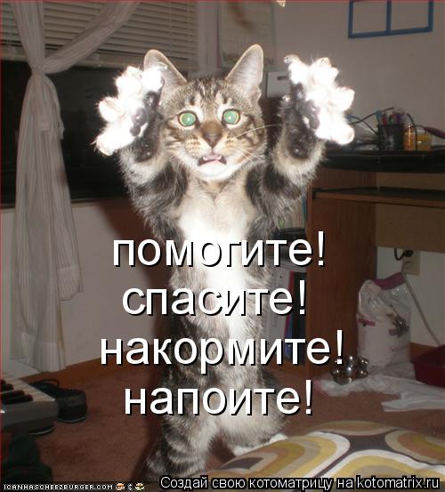 помогите! спасите! накормите! напоите!... Котоматрица: помогите! спасите! накормите! напоите!
