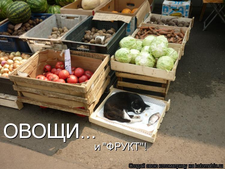 ОВОЩИ... и "ФРУКТ"!... Котоматрица: ОВОЩИ... и "ФРУКТ"!