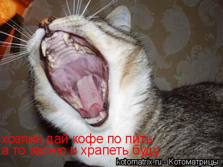 Котоматрица: хозяин дай кофе по пить а то засню и храпеть буду