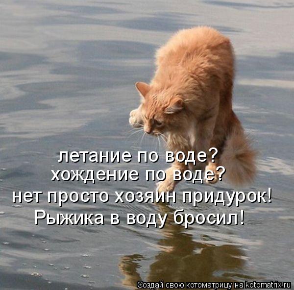 Котоматрица: летание по воде? хождение по воде? нет просто хозяин придурок! Рыжика в воду бросил!