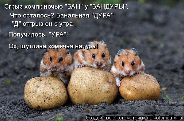 Котоматрица: Сгрыз хомяк ночью "БАН" у "БАНДУРЫ".  Что осталось? Банальная "ДУРА".  "Д" отгрыз он с утра,   Получилось: "УРА"!  Ох, шутлива хомячья натура!
