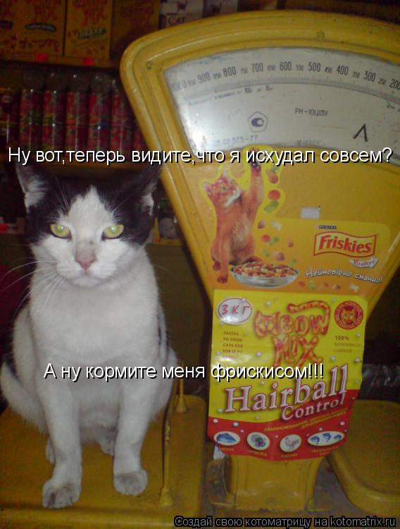 Котоматрица: Ну вот,теперь видите,что я исхудал совсем? А ну кормите меня фрискисом!!!