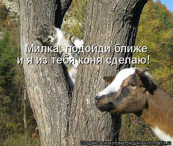 Котоматрица: Милка, подойди ближе и я из тебя коня сделаю!