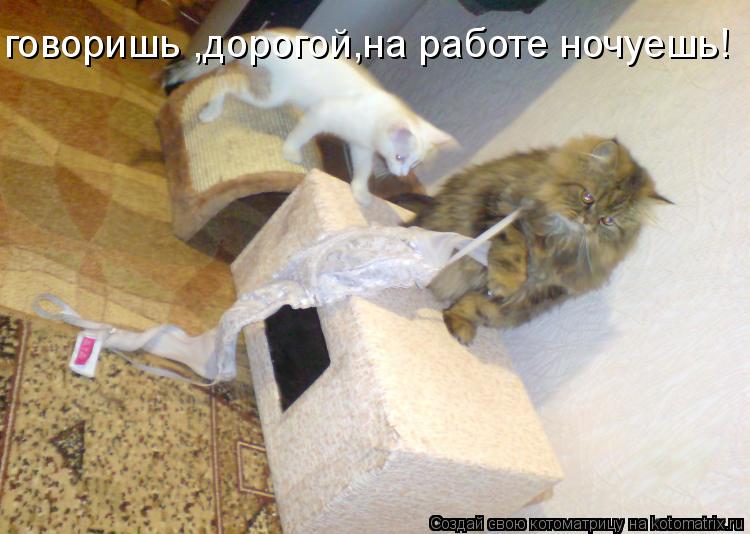 Котоматрица: говоришь ,дорогой,на работе ночуешь!