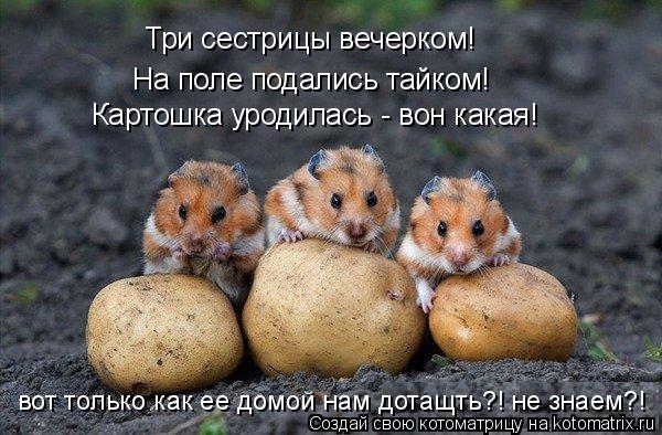 Три сестрицы вечерком! На поле подались тайком! Картошка уродилась - вон какая! вот только как ее дом... Котоматрица: Три сестрицы вечерком! На поле подались тайком! Картошка уродилась - вон какая! вот только как ее домой нам дотащть?! не знаем?!