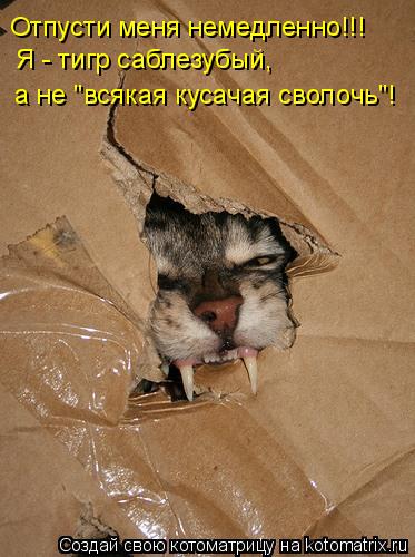 Я - тигр саблезубый, а не "всякая кусачая сволочь"! Отпусти меня немедленно!!!... Котоматрица: Я - тигр саблезубый, а не "всякая кусачая сволочь"! Отпусти меня немедленно!!!