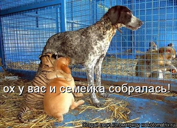 ох у вас и семейка собралась!... Котоматрица: ох у вас и семейка собралась!