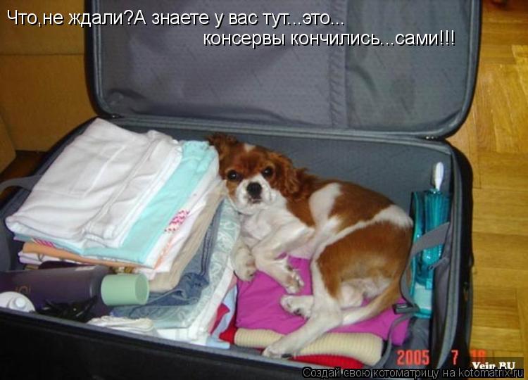 Что,не ждали?А знаете у вас тут...это... консервы кончились...сами!!!... Котоматрица: Что,не ждали?А знаете у вас тут...это... консервы кончились...сами!!!