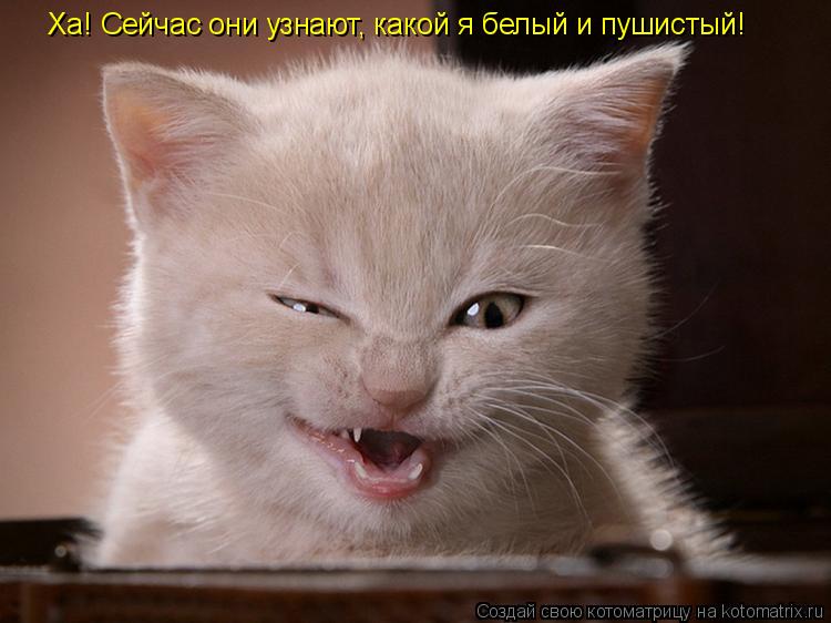 Ха! Сейчас они узнают, какой я белый и пушистый!... Котоматрица: Ха! Сейчас они узнают, какой я белый и пушистый!