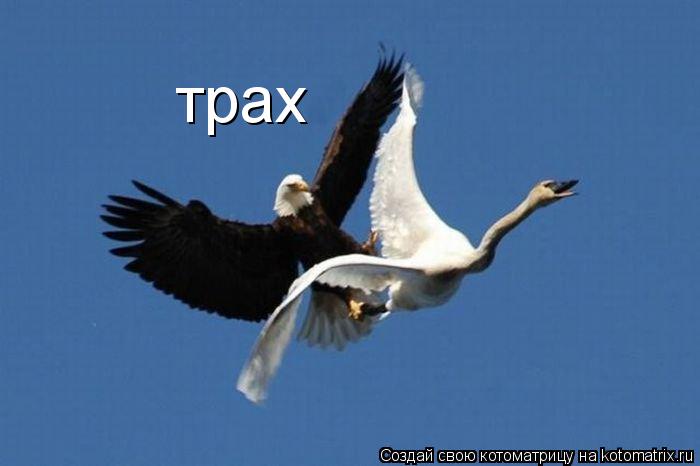 трах... Котоматрица: трах