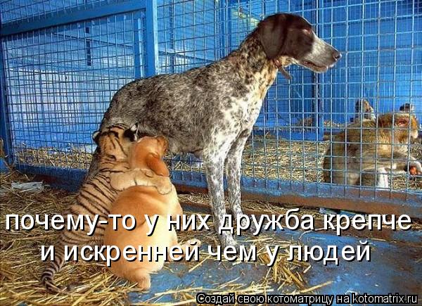 почему-то у них дружба крепче и искренней чем у людей... Котоматрица: почему-то у них дружба крепче и искренней чем у людей