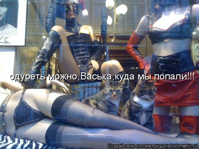 одуреть можно,Васька,куда мы попали!!!... Котоматрица: одуреть можно,Васька,куда мы попали!!!