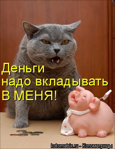Деньги надо вкладывать В МЕНЯ!... Котоматрица: Деньги надо вкладывать В МЕНЯ!