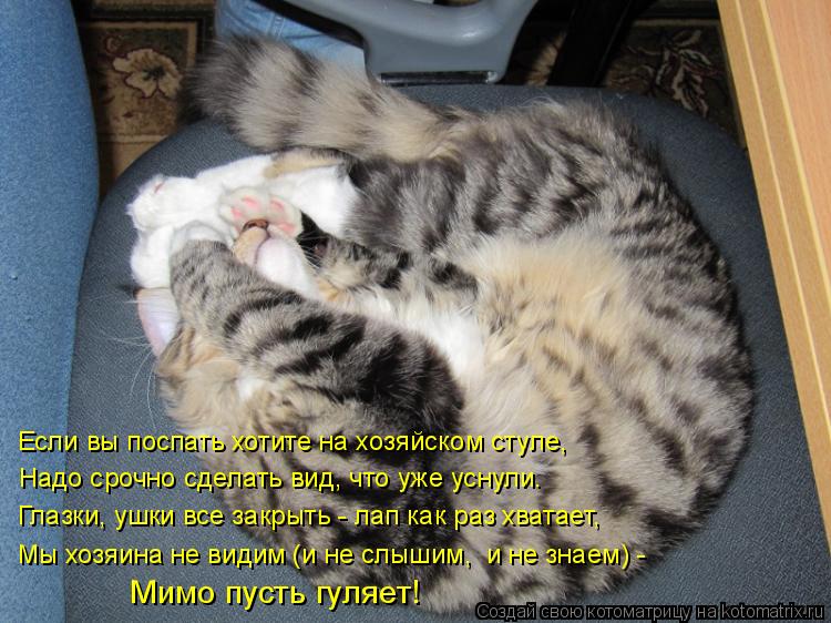 Если вы поспать хотите на хозяйском стуле, Надо срочно сделать вид, что уже уснули. Глазки, ушки все ... Котоматрица: Если вы поспать хотите на хозяйском стуле, Надо срочно сделать вид, что уже уснули. Глазки, ушки все закрыть - лап как раз хватает, Мы хозяина