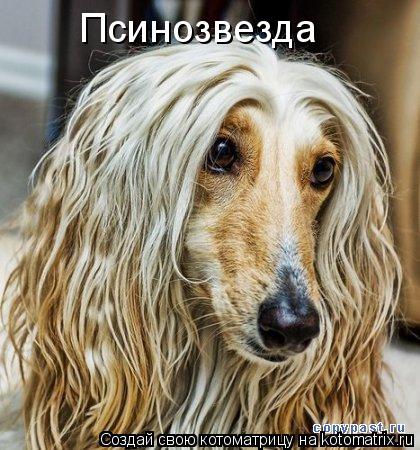 Псинозвезда... Котоматрица: Псинозвезда