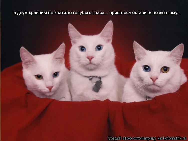 а двум крайним не хватило голубого глаза... пришлось оставить по желтому...... Котоматрица: а двум крайним не хватило голубого глаза... пришлось оставить по желтому...