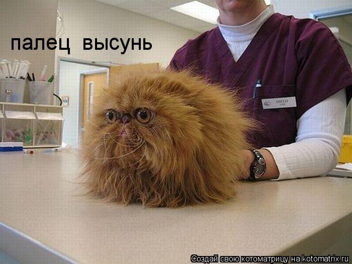 палец высунь... Котоматрица: палец высунь