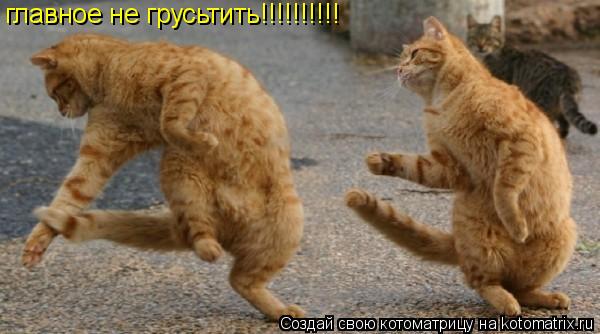 главное не грусьтить!!!!!!!!!!... Котоматрица: главное не грусьтить!!!!!!!!!!