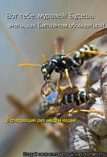 Вот тебе, муравей! Будешь знать, как Билайном обзываться! В следующий раз медом кидай!... Котоматрица: Вот тебе, муравей! Будешь знать, как Билайном обзываться! В следующий раз медом кидай!