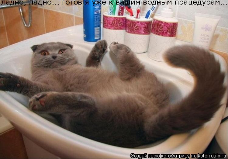 ладно, ладно... готов я уже к вашим водным працедурам...... Котоматрица: ладно, ладно... готов я уже к вашим водным працедурам...