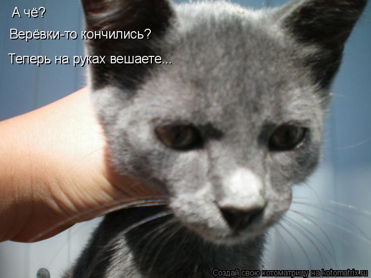 А чё? Верёвки-то кончились? Теперь на руках вешаете...... Котоматрица: А чё? Верёвки-то кончились? Теперь на руках вешаете...