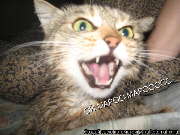 ОЙ МАРОС-МАРОООСС...... Котоматрица: ОЙ МАРОС-МАРОООСС...
