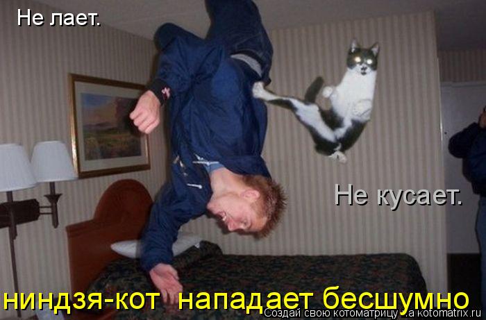 Не лает. Не кусает. ниндзя-кот нападает бесшумно... Котоматрица: Не лает. Не кусает. ниндзя-кот нападает бесшумно