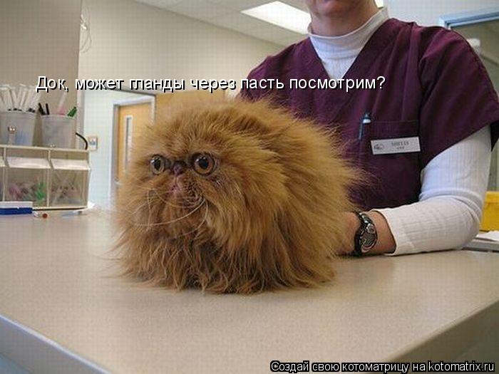 Док, может гланды через пасть посмотрим?... Котоматрица: Док, может гланды через пасть посмотрим?