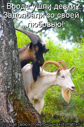 Котоматрица: - Вроде ушли девки?.... Задолбали со своей... ...любовью!