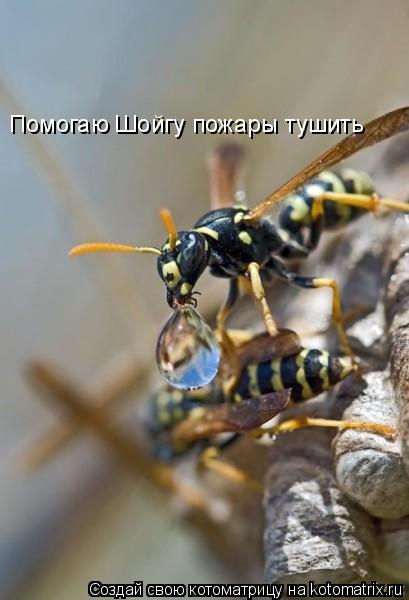 Помогаю Шойгу пожары тушить... Котоматрица: Помогаю Шойгу пожары тушить