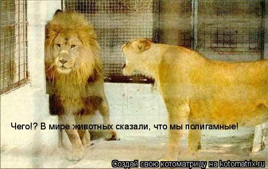 Чего!? В мире животных сказали, что мы полигамные!... Котоматрица: Чего!? В мире животных сказали, что мы полигамные!