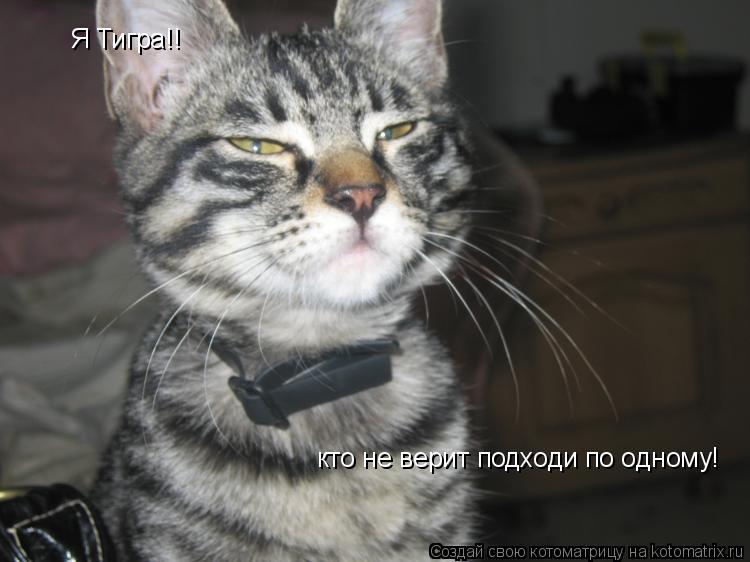 Я Тигра!! кто не верит подходи по одному!... Котоматрица: Я Тигра!! кто не верит подходи по одному!