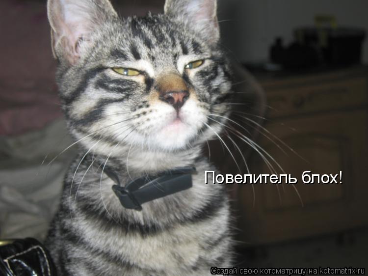 Повелитель блох!... Котоматрица: Повелитель блох!