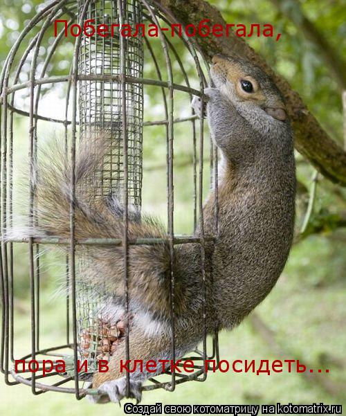 Побегала-побегала, пора и в клетке посидеть...... Котоматрица: Побегала-побегала, пора и в клетке посидеть...