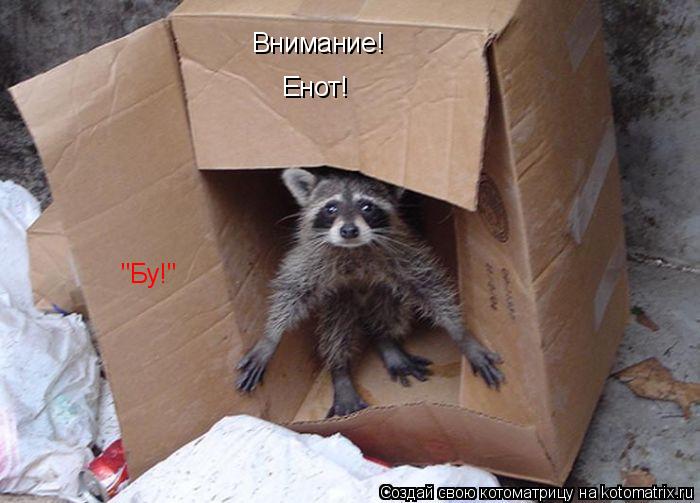 Внимание! Енот! "Бу!"... Котоматрица: Внимание! Енот! "Бу!"