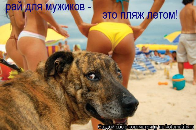 рай для мужиков - это пляж летом!... Котоматрица: рай для мужиков - это пляж летом!