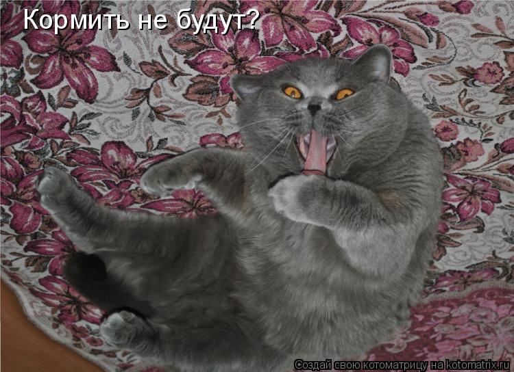 Кормить не будут?... Котоматрица: Кормить не будут?