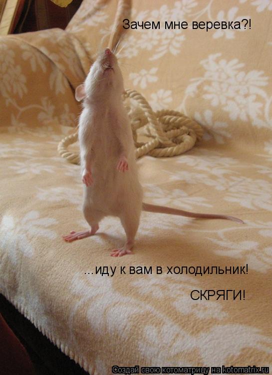 Зачем мне веревка?! ...иду к вам в холодильник! СКРЯГИ!... Котоматрица: Зачем мне веревка?! ...иду к вам в холодильник! СКРЯГИ!