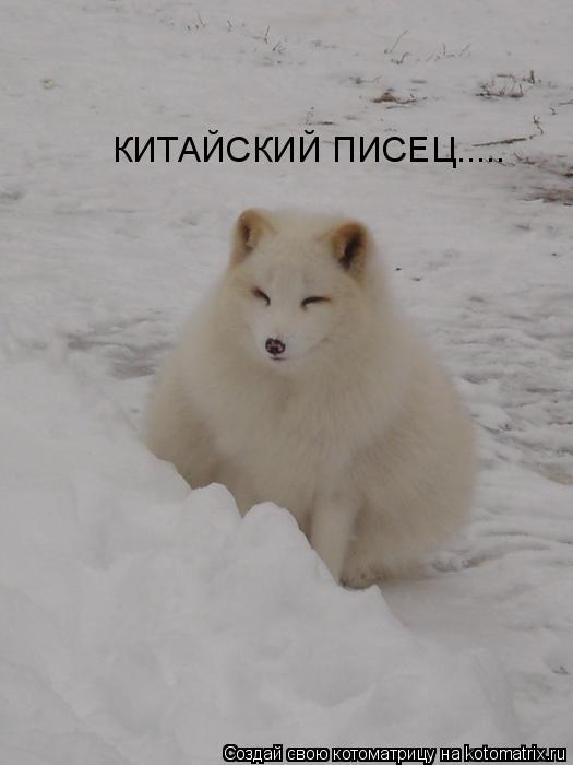 КИТАЙСКИЙ ПИСЕЦ........ Котоматрица: КИТАЙСКИЙ ПИСЕЦ.....
