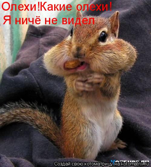 Олехи!Какие олехи! Я ничё не видел... Котоматрица: Олехи!Какие олехи! Я ничё не видел