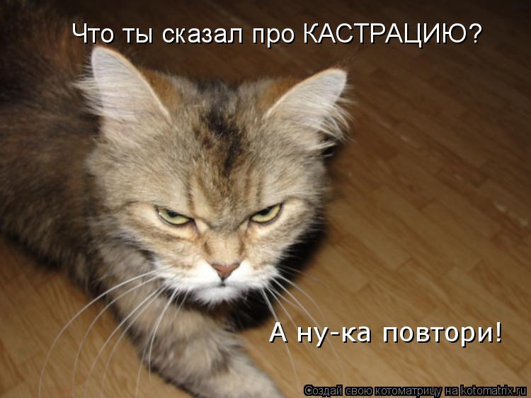 Что ты сказал про КАСТРАЦИЮ? А ну-ка повтори!... Котоматрица: Что ты сказал про КАСТРАЦИЮ? А ну-ка повтори!
