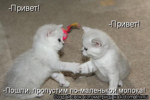 -Привет! -Привет! -Пошли, пропустим по-маленькой молока!... Котоматрица: -Привет! -Привет! -Пошли, пропустим по-маленькой молока!