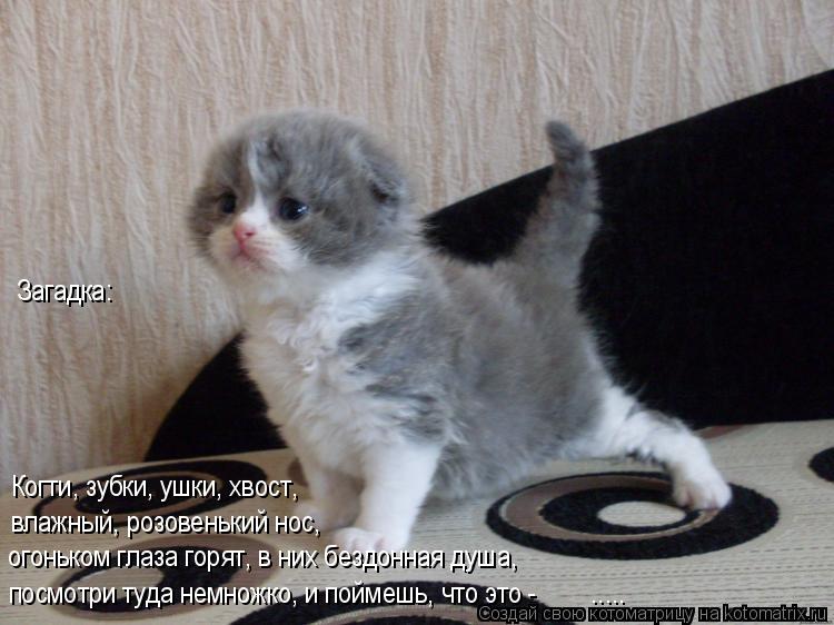 Загадка: Когти, зубки, ушки, хвост, влажный, розовенький нос, огоньком глаза горят, в них бездонная д... Котоматрица: Загадка: Когти, зубки, ушки, хвост, влажный, розовенький нос, огоньком глаза горят, в них бездонная душа, посмотри туда немножко, и поймешь, ч